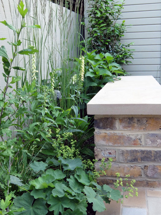 Alchemilla & Digitalis lutea